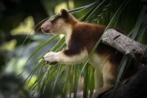 Goodfellows Tree Kangaroo -Dendrolagus goodfellowi