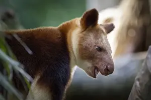 Images Dated 4th May 2021: Goodfellows Tree Kangaroo -Dendrolagus goodfellowi