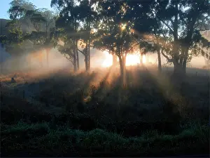 Tree Prints: Gorgeous dawn backlight in the rural area at Paradise