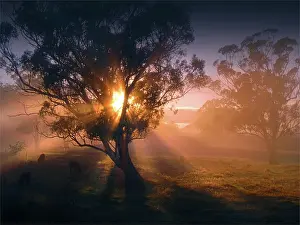 Tree Prints: Gorgeous dawn backlight in the rural area at Paradise