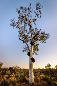 Gost Gum at Gost Gum Flat