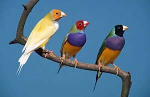 Images Dated 1st June 2014: Gouldian Finches (Chloebia gouldiae)