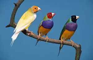Vibrant Color Prints: Gouldian Finches (Chloebia gouldiae)
