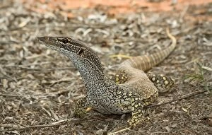 Images Dated 1st May 2016: Goulds goanna (Varanus gouldii)