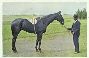 Australia's Rich History Prints: The Grafter racehorse, came second in the 1897 Melbourne Cup
