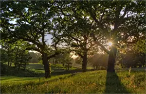 Images Dated 14th June 2013: Grange Heath, near Wareham, Dorset, England
