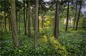 Grange Heath, a very scenic rural area near the Isle of Purbeck, Dorset, England
