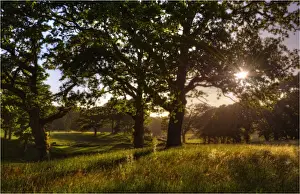 Grange Heath, a very scenic rural area near the Isle of Purbeck, Dorset, England