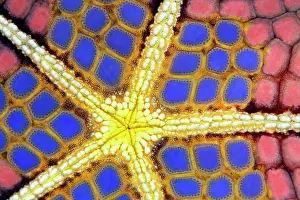 Natural Habitat Prints: Graphic structure on underside of Red Pillow Starfish (Halithyle regularis)