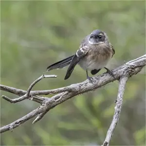 Images Dated 1st January 2021: Gray Fantail, Victoria, Australia
