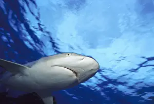 Prints of gray reef shark Discover the beauty and vulnerability of Australia's sharks: gray reef shark