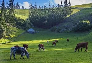 Images Dated 29th August 2016: Grazing cattle at Arthurs Vale, Norfolk Island, south pacific ocean