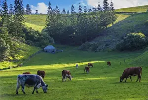 Colonialism Prints: Grazing cattle at Arthurs Vale, Norfolk Island, south pacific ocean