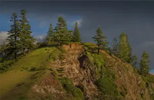 Domestic Cattle Prints: Grazing cows on Cascade bay cliffs