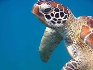 Turtles Collection: Great Barrier Reef