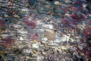 Great Barrier Reef, Queensland