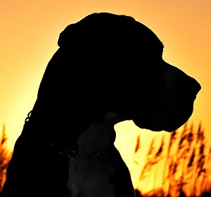 <b class=qtipBold><figcaption>Great Dane at silhouette</figcaption></b><br>Great Dane Head at silhouette against golden and orange sunrise.<br><em>© copyright Anne Peter</em> Great Dane at silhouette