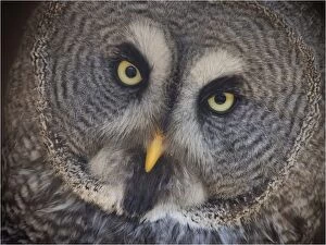 Images Dated 1st July 2013: Great Grey Owl