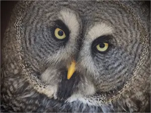 Great Grey Owl