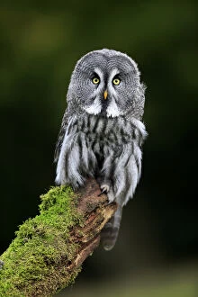 Naturfotografie & Sohns Wildlife Photography Collection: Great Grey Owl, (Strix nebulosa)