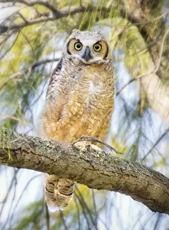 Kristian Bell Photography Prints: Great Horned Owlet