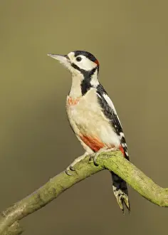 Great Spotted Woodpecker (Dendrocopos major)