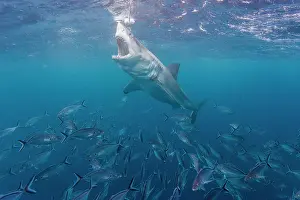 Prints of Great white shark, Southern Australia, Australia Discover the beauty and vulnerability of Australia's sharks: Great white shark