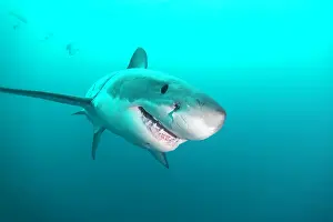 Prints of trevally jack, Shark Discover the beauty and vulnerability of Australia's sharks: Great white shark close up
