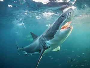 Alastair Pollock Collection: Great white shark with open jaws