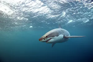 Prints of Great white shark checking me out Discover the beauty and vulnerability of Australia's sharks: Great White Shark peering in