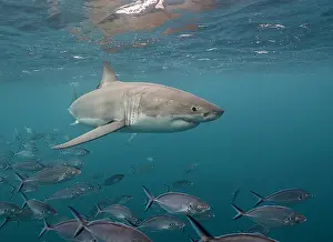 Prints of Image was shot using natural light only Discover the beauty and vulnerability of Australia's sharks: Great white shark swimming just under the surface amongst a school of trevally jacks