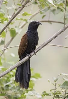 Images Dated 31st January 2015: Greater coucal (Centropus sinensis)