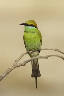 Green bee-eater (Merops orientalis) on branch