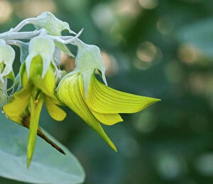Images Dated 8th June 2023: Green Bird Flower, Regal Birdflower - Crotalaria cunninghamii Perth, Western Australia, Australia