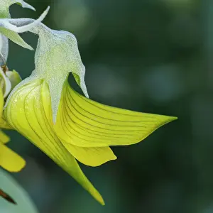 Green Bird Flower, Regal Birdflower - Crotalaria cunninghamii Perth, Western Australia, Australia