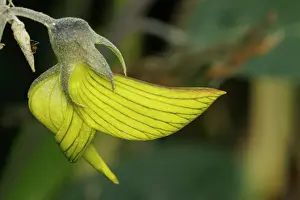 Robbie Goodall Photography Prints: Green Bird Flower, Regal Birdflower - Crotalaria cunninghamii Perth