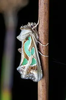 Robbie Goodall Photography Prints: Green blotched moth (Cosmodes elegans)