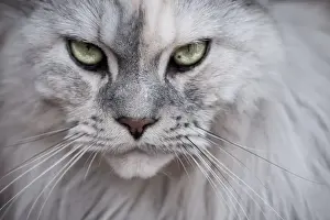 Cat Prints: Green Eyes