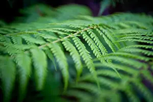 Green ferns