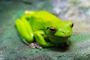 Images Dated 14th May 2015: Green Frog