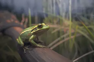 Exotic Prints: Green and golden bell frog (Litoria aurea) in burnt xanthorrhoea habitat