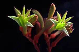 Environmental Conservation Prints: Green kangaroo paw flowers
