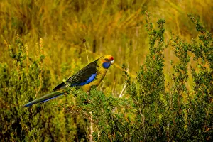 Green rosella at Melaleuca, Southwest Tasmania