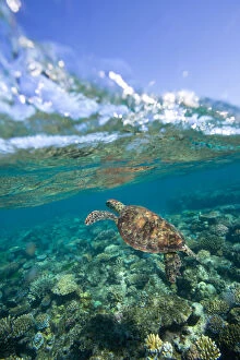 Turtles Collection: A green sea turtle