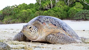 Turtles Collection: Green sea turtle on beach