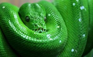 Images Dated 19th November 2014: Green snake