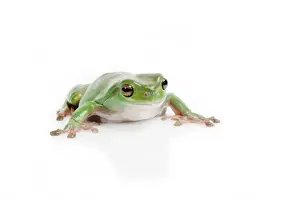 Lea Scaddan Prints: Green Tree frog