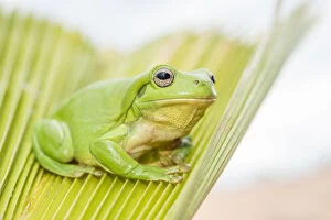 Images Dated 14th May 2015: Green Tree Frog (Litoria caerulea)