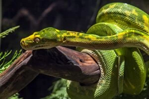 Snakes Collection: Green Tree Phyton