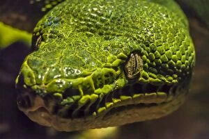 Snakes Collection: Green tree python